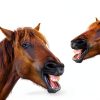 Sukh Acrylic Horse Mirror - Safe Stall Mirrors Sheet Horse Toy Hanging Pony Calming Non Glass Shatterproof Horse Toys for Stable Barn Stall Toy Entertainment (16.92 x 12.99 Inch)-0